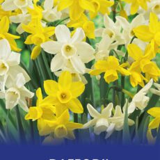 8718641971192 1 Daffodil Sensations Mixed Bulbs.jpg